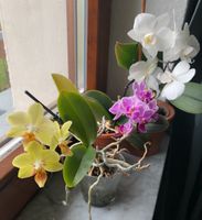 3 bunte Orchideen Sachsen - Plauen Vorschau