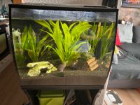 Aquarium zu verkaufen 60L Berlin - Hellersdorf Vorschau