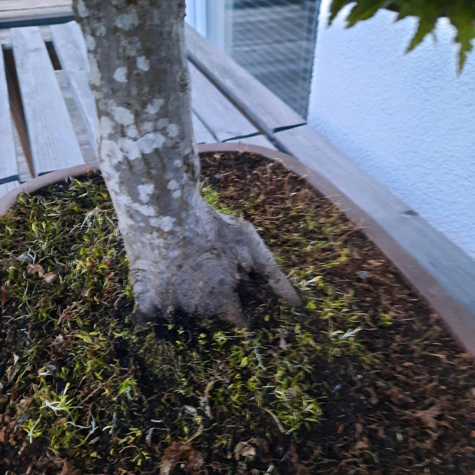 Bonsai Löwenkopf Ahorn in Meßstetten