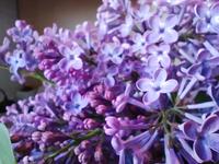Edelflieder Ableger Frühlingsflieder hell violett Topf Syringa Nordrhein-Westfalen - Hiddenhausen Vorschau