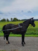 Einspänner Brustblattgeschirr Endmaßpony Sachsen-Anhalt - Apenburg-Winterfeld Vorschau