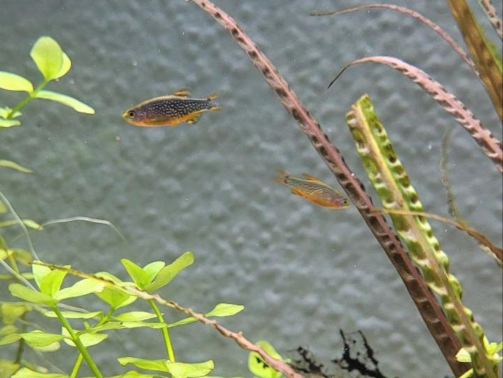 Perlhuhnbärbling, Perlen-Danio, Microrasbora sp. Galaxy in Gelsenkirchen