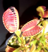 ANGEBOT! 'Oxford West'  Venusfliegenfalle Dionaea muscipula GROß Saarland - Sulzbach (Saar) Vorschau