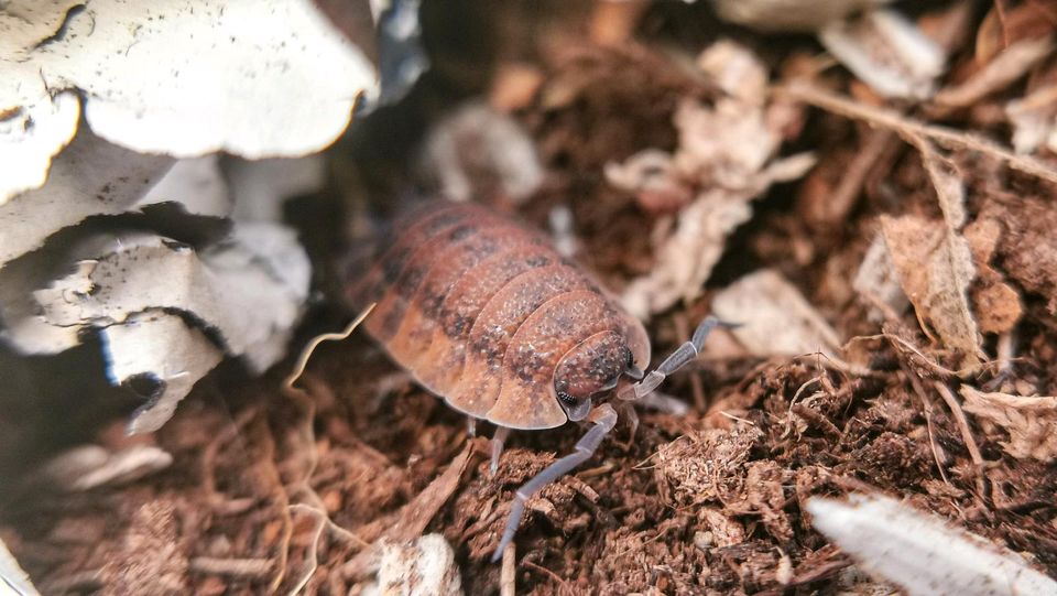 Porcellio scaber Lava Asseln Bodenpolizei in Schotten