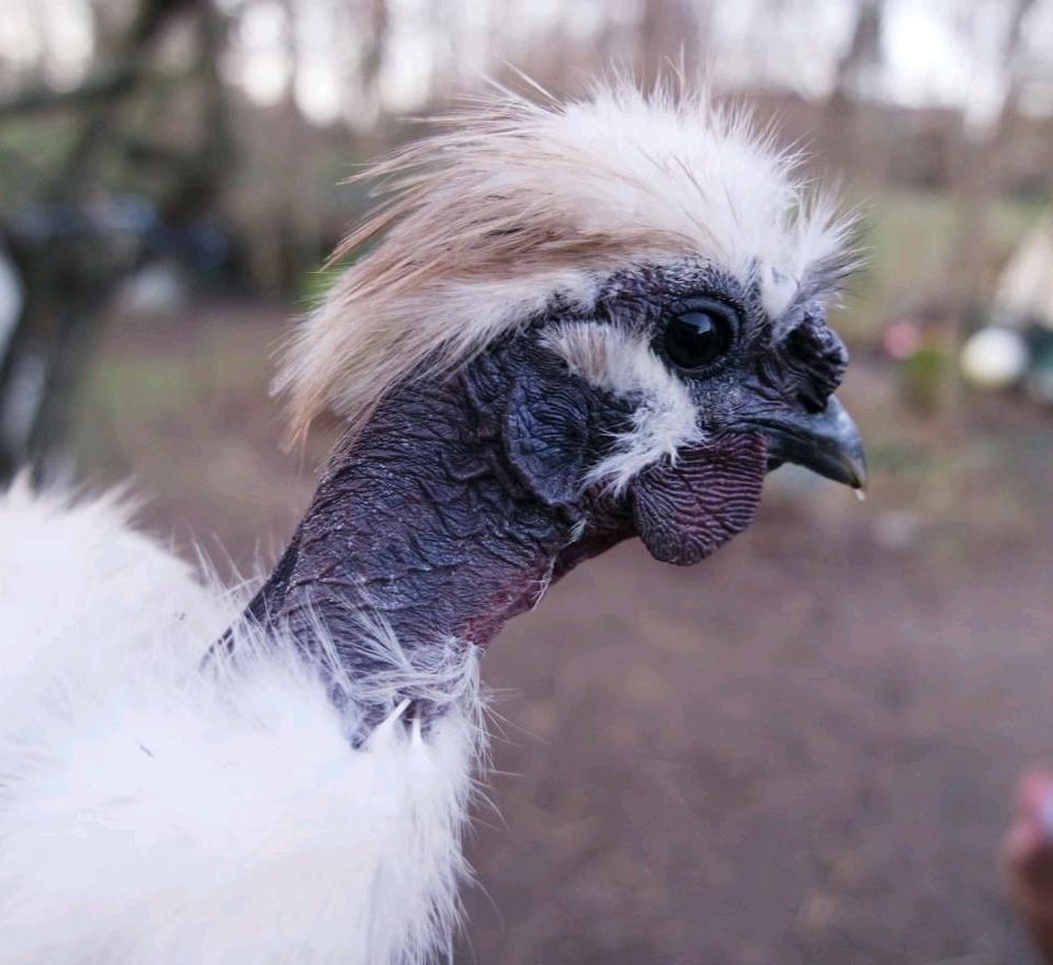 Showgirl Hahn, Seidenhuhn Hahn, Nackthals Hahn in Wedemark