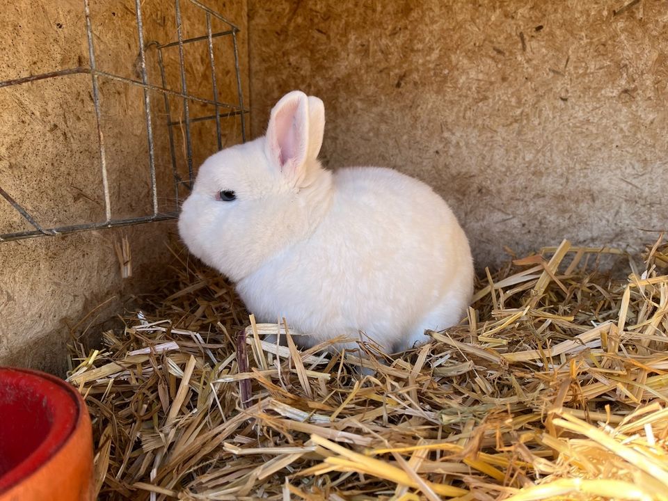 Weiße Hermelin kaninchen  blau Augen in Bretten