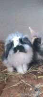 Kaninchen ca. 5 Monate alt Nordrhein-Westfalen - Hattingen Vorschau