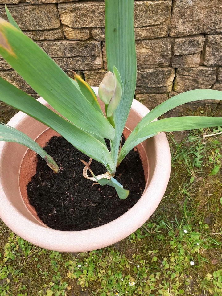 lila Schwertlilie im Kübel mit Blüte in Koblenz