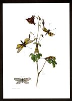 Libellenartiger Schmetterlingshaft Bachhaft Insekten Offset-Druck Niedersachsen - Aurich Vorschau