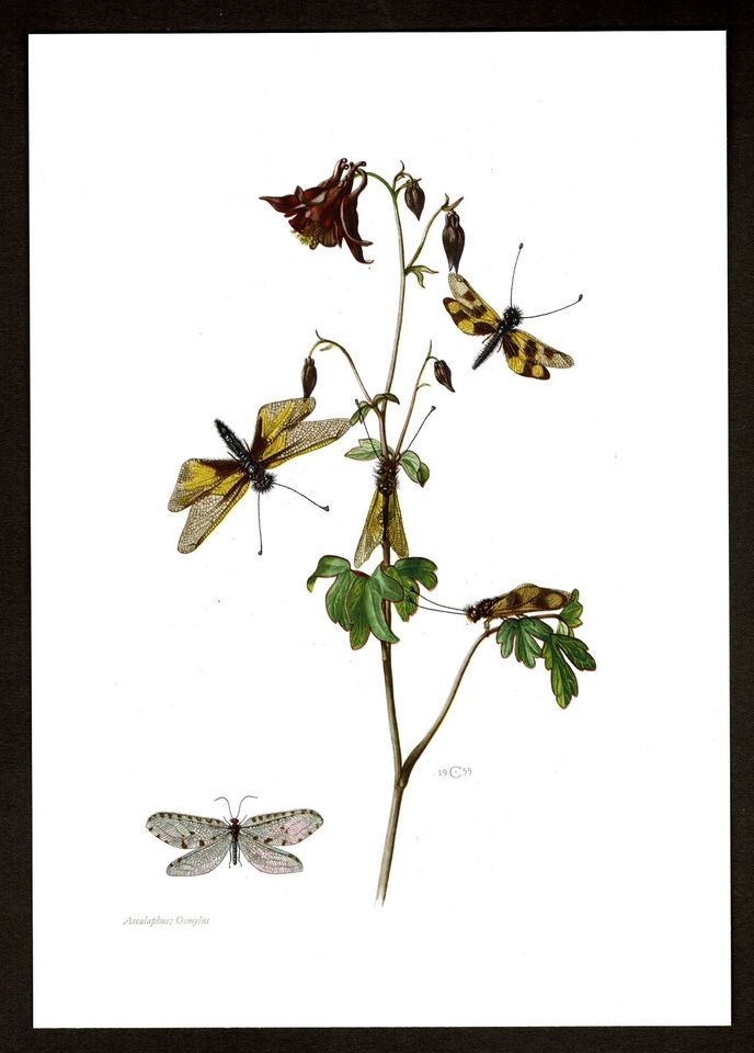 Libellenartiger Schmetterlingshaft Bachhaft Insekten Offset-Druck in Aurich