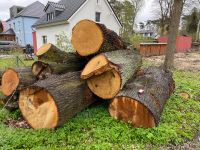 Eichen Stammholz aus Wandlitz Holz Baum Bäume Brandenburg - Wandlitz Vorschau