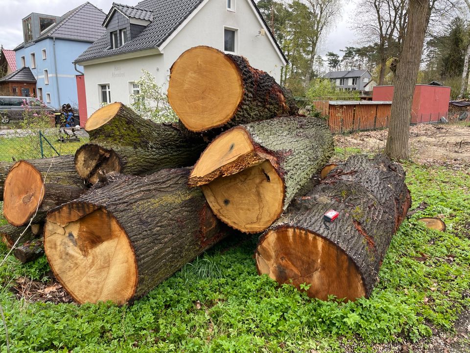 Eichen Stammholz aus Wandlitz Holz Baum Bäume in Wandlitz