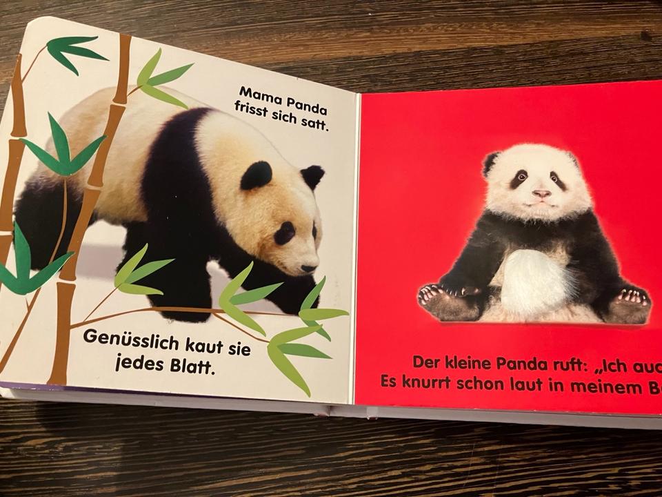 Mein Fühlbilderbuch: Wilde Tiere DK, Pappbilderbuch in Potsdam