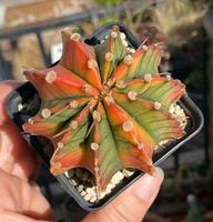 Gymnocalycium mihanovichii variegata Hessen - Ebsdorfergrund Vorschau