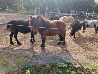 Pflegebeteiligung an Shettys (Ponys suchen Menschen) Niedersachsen - Neu Wulmstorf Vorschau
