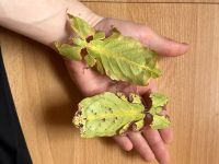 Phyllium giganteum, Großes wandelndes Blatt, Eier, Nymphen, adult Nordrhein-Westfalen - Dormagen Vorschau