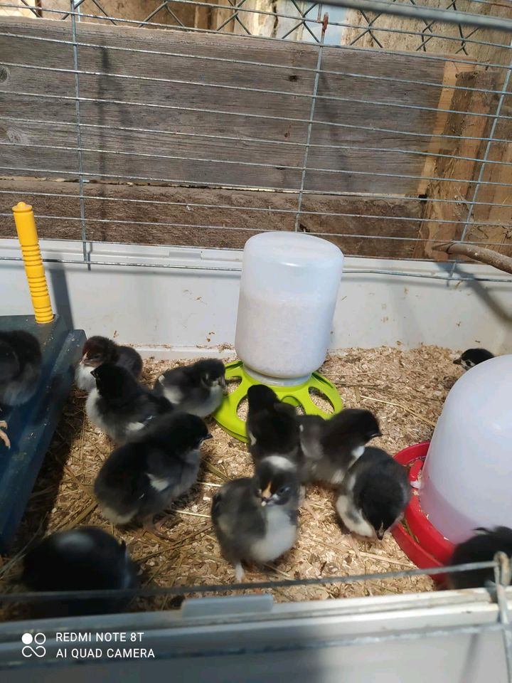 Eier Rassehüner Maran Sussex Mechelner Araucana in Wolpertshausen