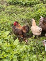 Seidenhuhn/Choccin Mix Hahn Bayern - Uehlfeld Vorschau