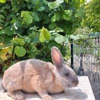 Hasen Kaninchen Baden-Württemberg - Lahr (Schwarzwald) Vorschau