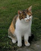 Katze Nanni vermisst in Triftern - Lengsham Bayern - Triftern Vorschau