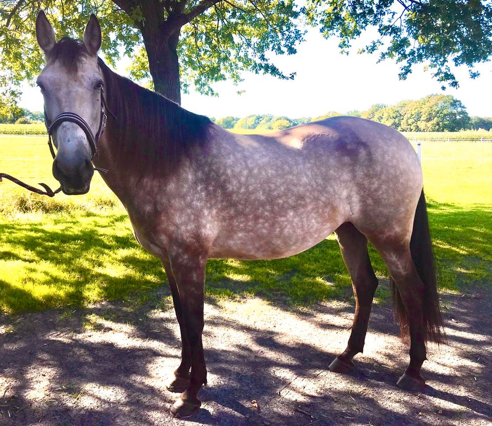 Andalusier-Quater-Mix Stute, 13 Jahre in Schermbeck