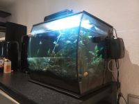 Aquarium komplett 42 B 39 T 39 H Süd - Niederrad Vorschau