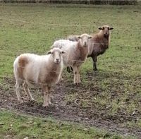 Kamerun Schaf weiblich aue Niedersachsen - Lunestedt Vorschau