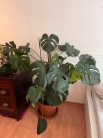 Monstera ca 1m hoch mit Terrakotta Topf Essen - Rüttenscheid Vorschau