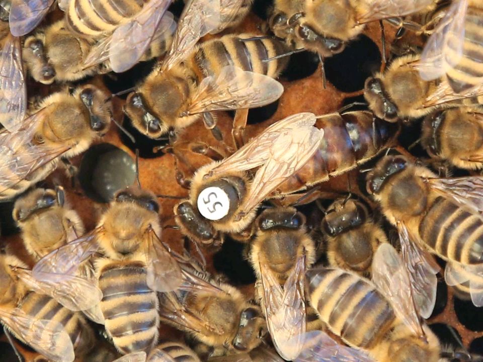 Bienenvolk Bienenvölker Carnica DN in Cottbus