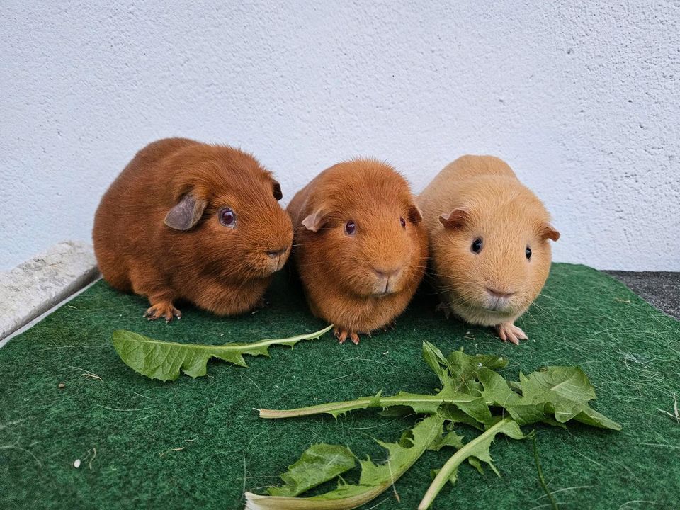 Wundervolle kastrierte Meerschweinchen Böckchen, Kastrat in Erftstadt