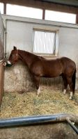 4jähriger Quarter Horse Wallach (Gunnastrahya) Bayern - Freystadt Vorschau