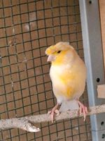Kanarienvögel Nordrhein-Westfalen - Gütersloh Vorschau