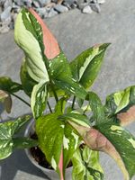 Syngonium Red Spot Tricolor Nordrhein-Westfalen - Dinslaken Vorschau