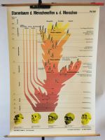 Schulkarte Wandkarte Lehrkarte Vintage Deko Stammbaum Mensch München - Sendling-Westpark Vorschau