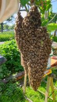 Bienenschwarm/Bienenableger/Wirtschaftsvölker Hessen - Lich Vorschau