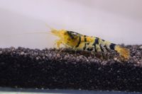 Tiger OE Caridina Garnele DNZ aus Metallic Tai Ti Bee Baden-Württemberg - Dürnau Vorschau