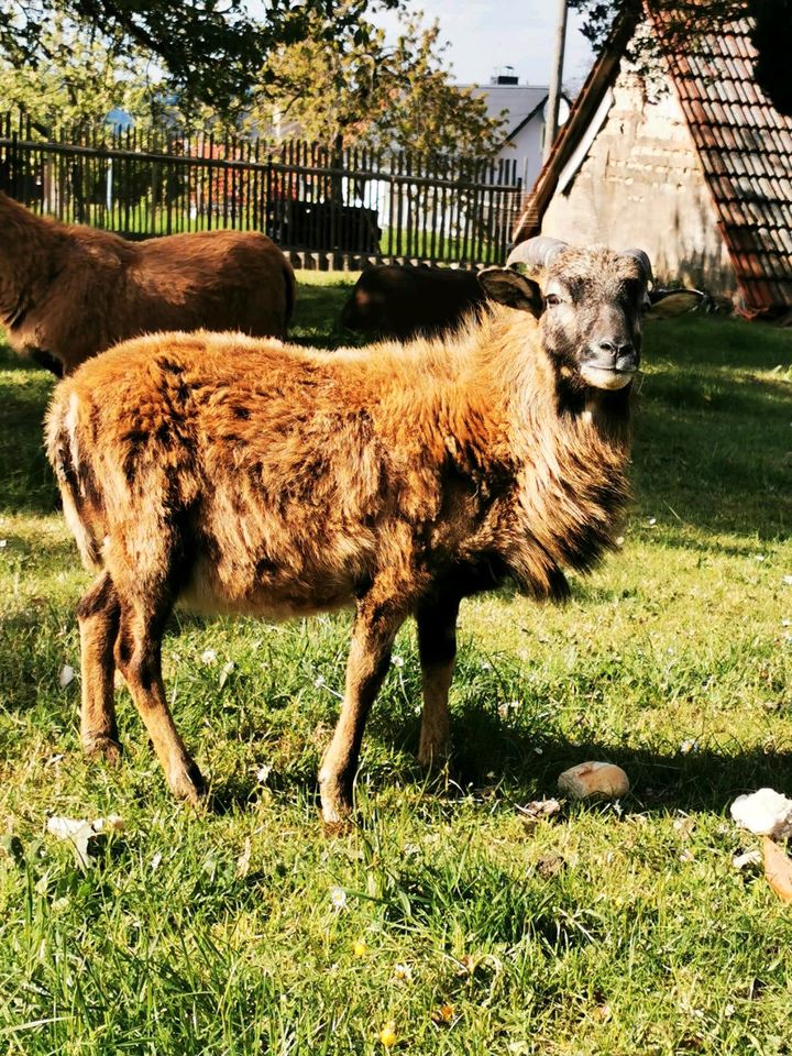 Kamerunschafe Kamerun Schaf eventl Tausch in Pössneck