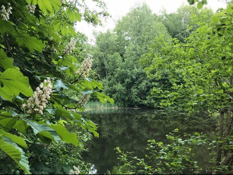 Tageskarte Angelkarte USLAR NORTHEIM GÖTTINGEN Gästekarte Fischen in Uslar