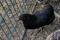Auracana einjährige Hennen in schwarz und wild Hessen - Bad Soden-Salmünster Vorschau