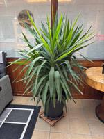 Yucca Palme groß zu verkaufen Nordrhein-Westfalen - Beckum Vorschau