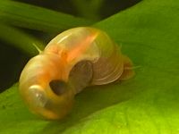 PHS Posthornschnecken orange Schnecken RE Aquarium Kiel - Neumühlen-Dietrichsdorf-Oppendorf Vorschau