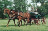 Kutsche, Wagonette für Warmblutpferde Bayern - Donnersdorf Vorschau