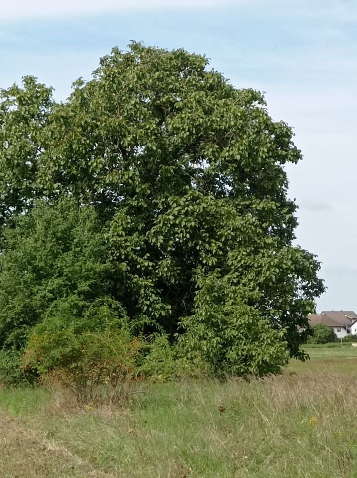 Suche Streuobstwiese, Wald, Gartengrundstück in 68794 in Oberhausen-Rheinhausen