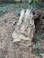 Pappel Holz Stamm ca. 1,5 m für Tisch oder Brennholz/Kaminholz Nordrhein-Westfalen - Gütersloh Vorschau