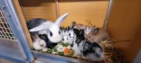 Kaninchen abzugeben Thüringen - Wutha-Farnroda Vorschau
