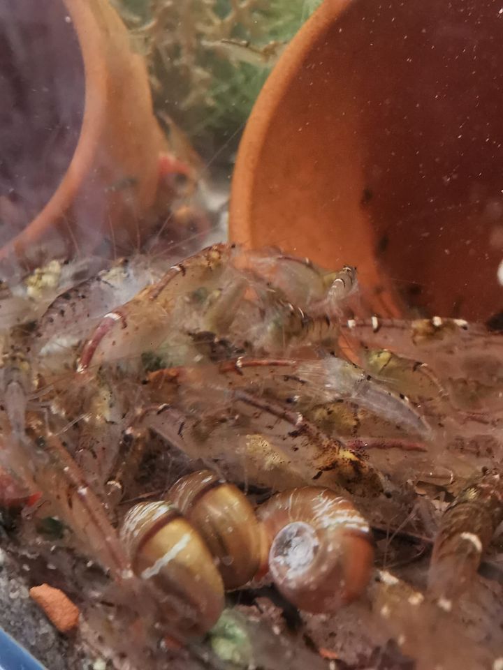 Caridina serrata Stardust in Niederkassel