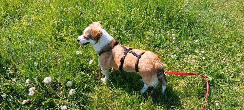 Verschmuste „Nicki“ ❤️ sucht ihr Zuhause! in Bückeburg