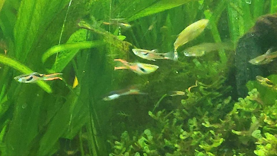 10 Guppys Aquarium Fische in Denkendorf