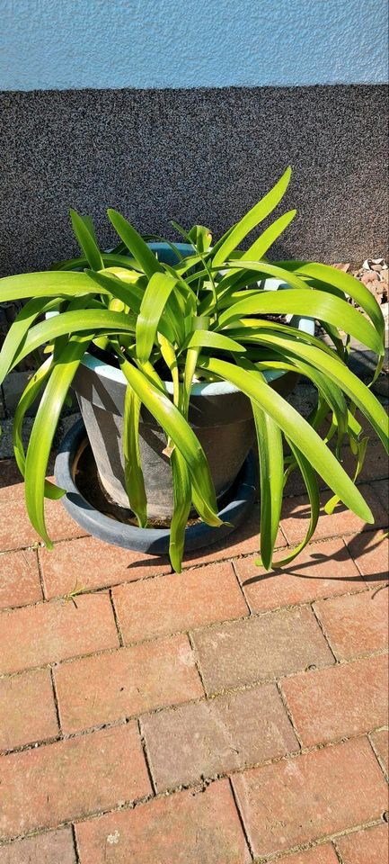 Gartenpflanze Agapanthus (Schmucklilie) in Kirchlengern