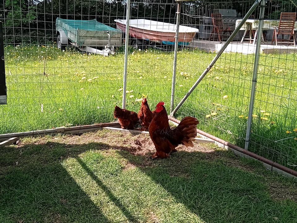 Küken Hühner Blumenhühner Zwerghühner in Rot in Glasin